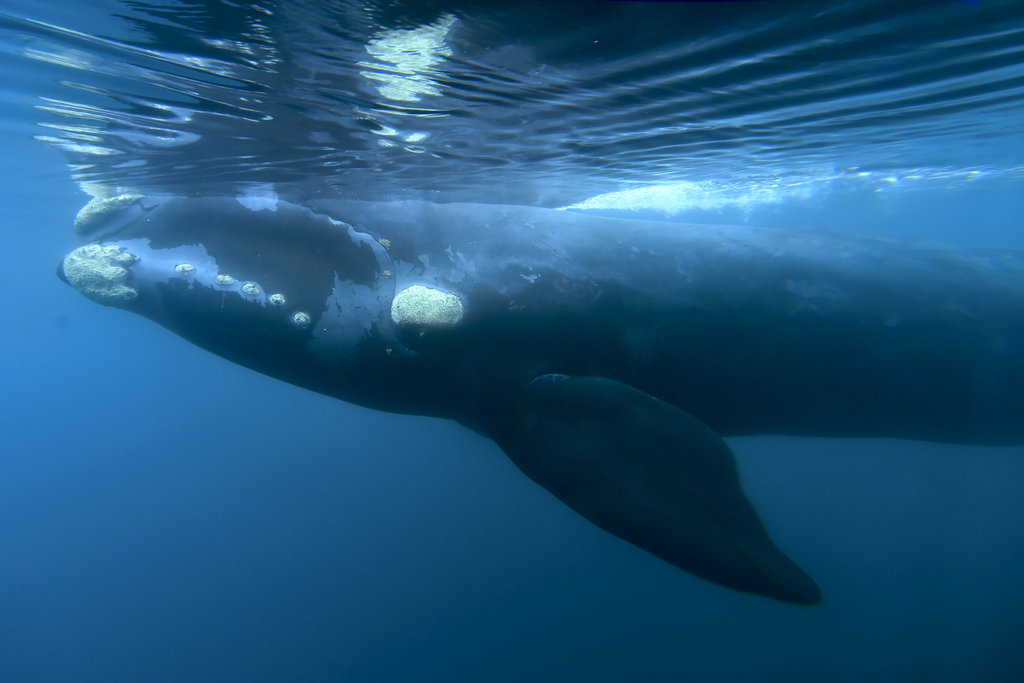 Proposal to Create Whale Sanctuary in S Atlantic Defeated