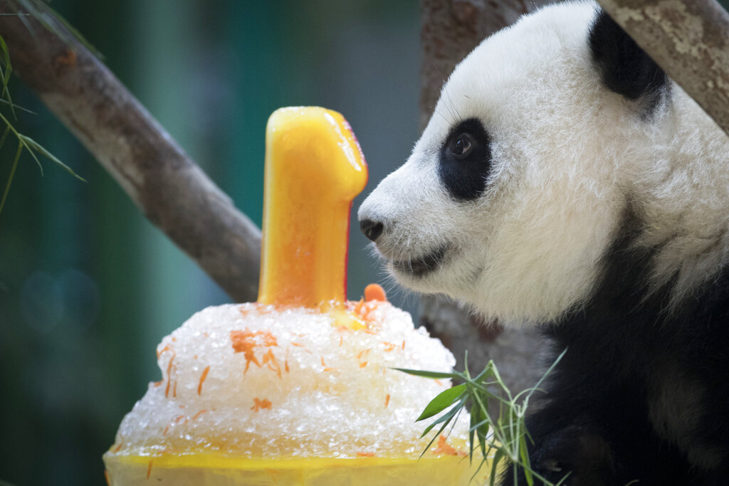 Asia This Week in Photos: Cute Pandas, Smog and Aussie Open