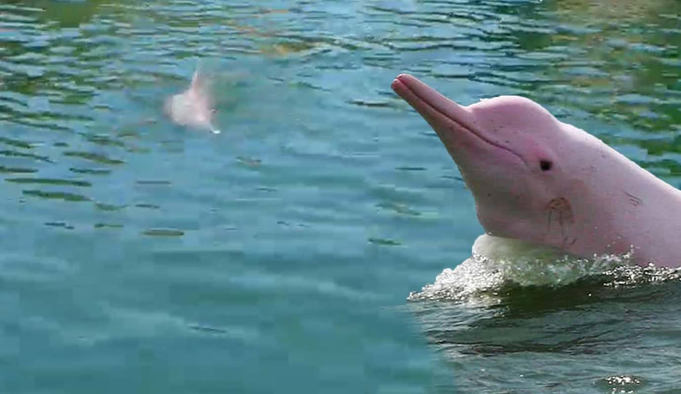 Why Are Hong Kong's Rare Pink Dolphins Disappearing?