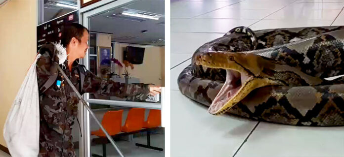 Video: Deputies looking for the owner of pet snake, News