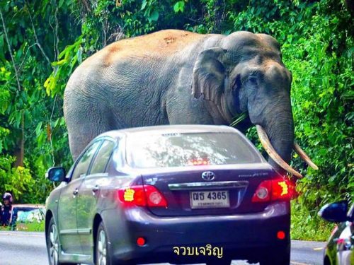 Elephant Squishes Car in Khao Yai National Park