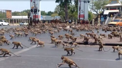 With the tourists gone, what now for Lopburi's famous monkeys?, Thailand