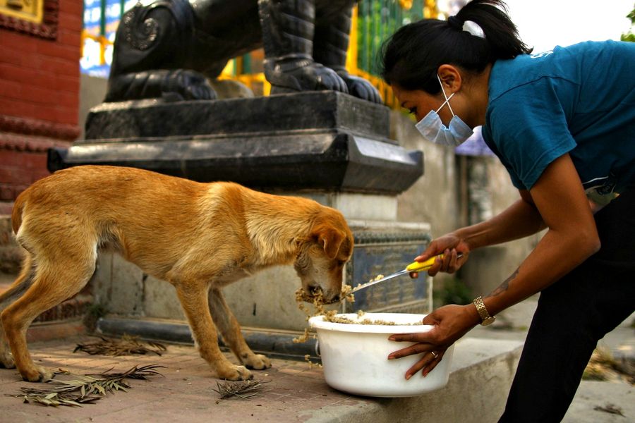 Nepali Animal Group Helps Street Dogs Amid COVID-19 Lockdown