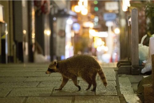 Raccoon Spotted in Central Osaka as Virus Keeps Humans Indoors