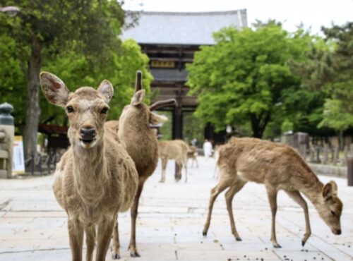 Man Arrested for Killing Protected Wild Deer in Japan