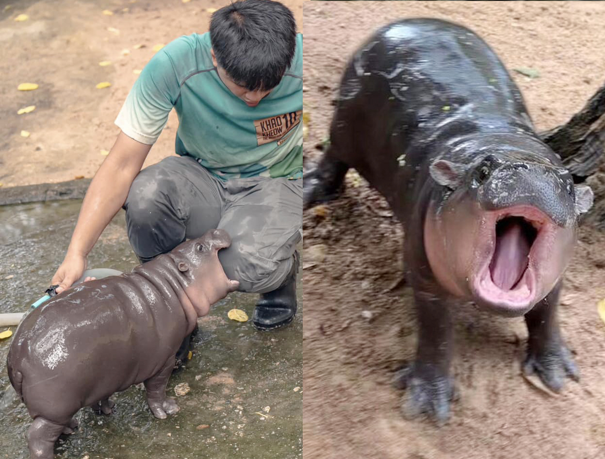 Viral Pygmy Hippo 'Moo Deng' Boosts Khao Kheow Open Zoo Visitors