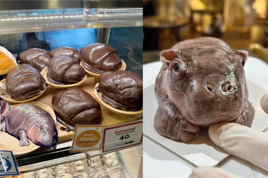 Viral Pygmy Hippo 'Moo Deng' Boosts Khao Kheow Open Zoo Visitors