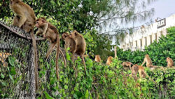 200 Lopburi Monkeys Escape from Enclosure, Some Invade Police Station